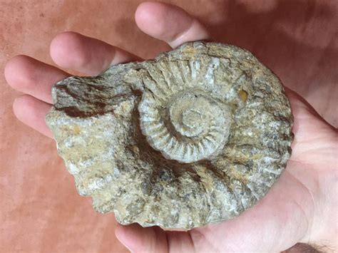 fake ammonite fossils